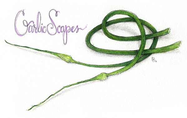 how to cook with garlic scapes