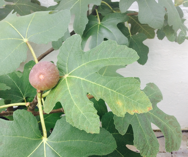 fig tree